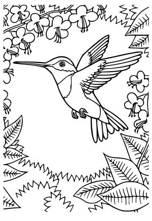 Kolibřík
