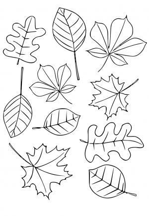 palm leaf coloring page printable