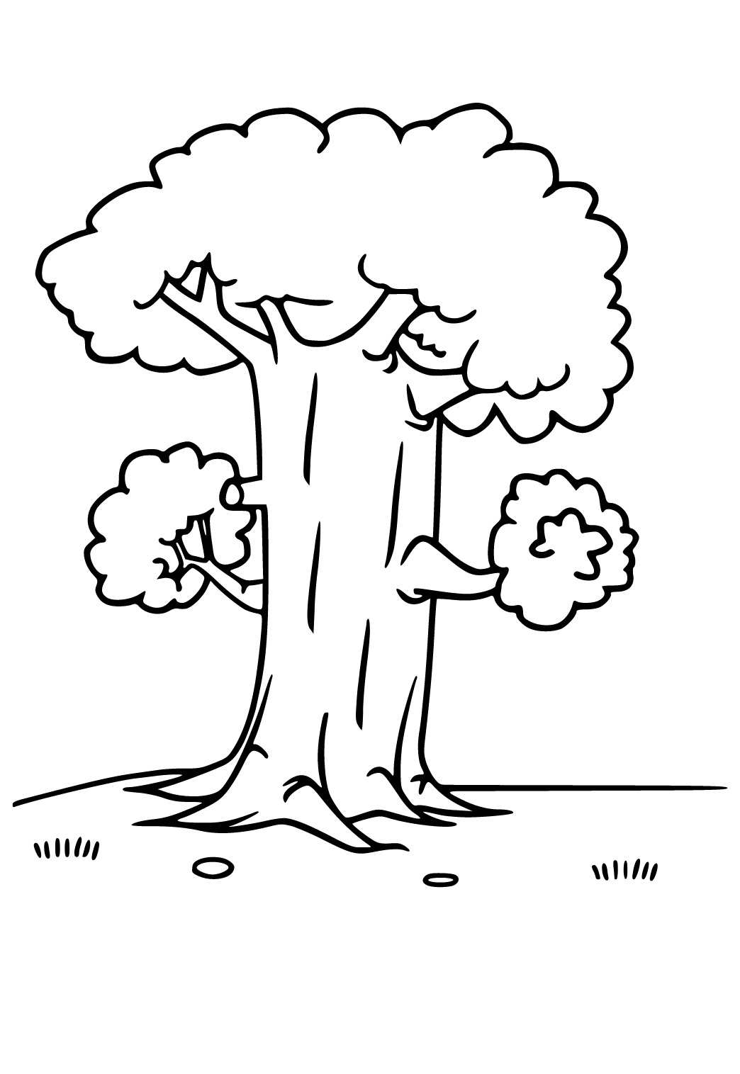 Pohon