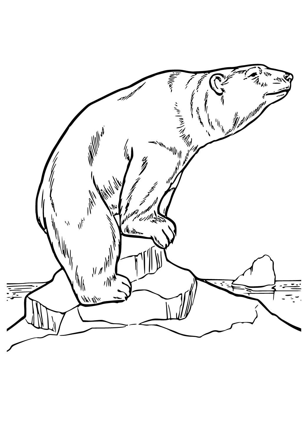 Раскраска медведей