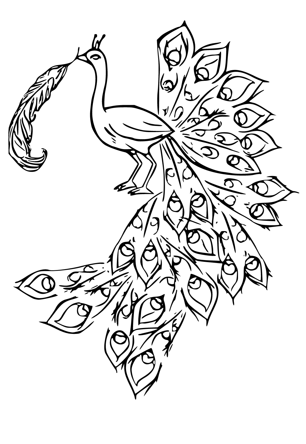 Coloriage velours - Lily - OMY - Perlin Paon Paon