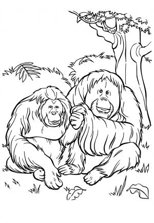 Orangutangit