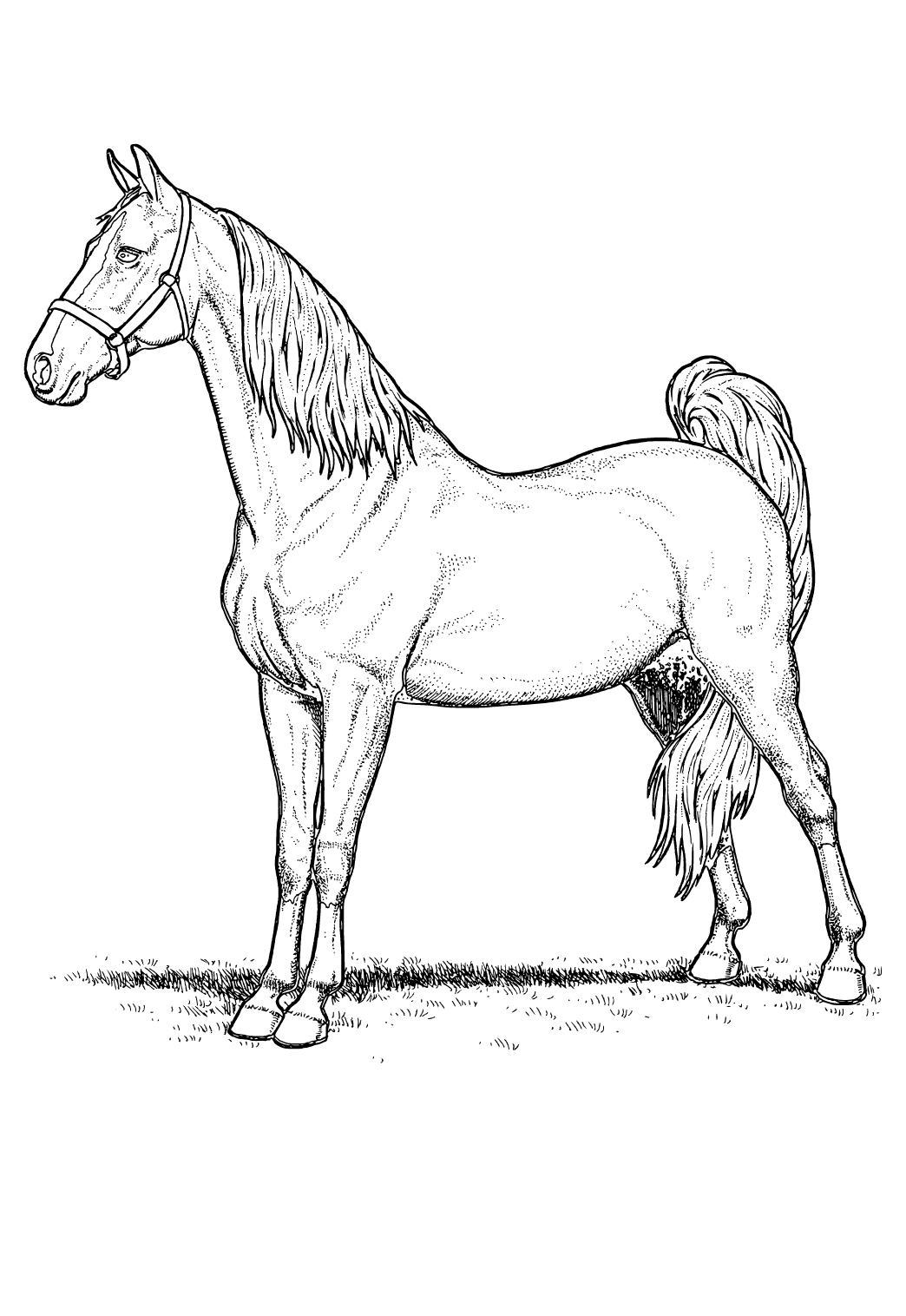 Kôň
