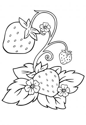 strawberry plant coloring pages