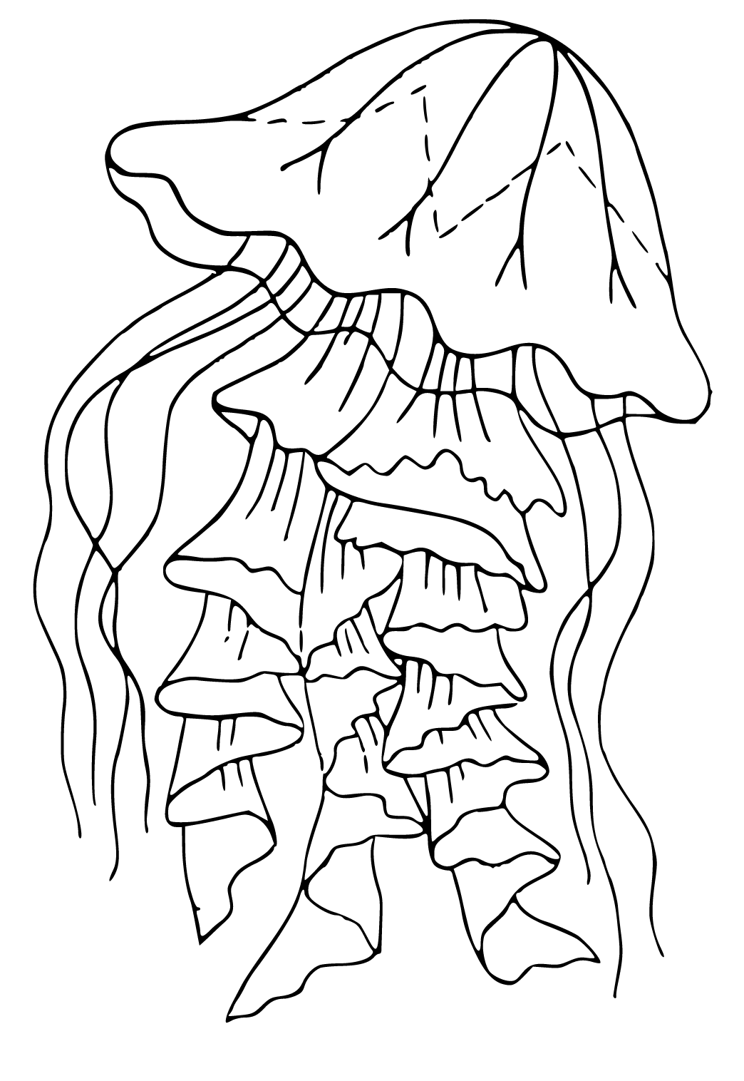 jelly fish coloring page