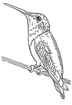 Kolibrík