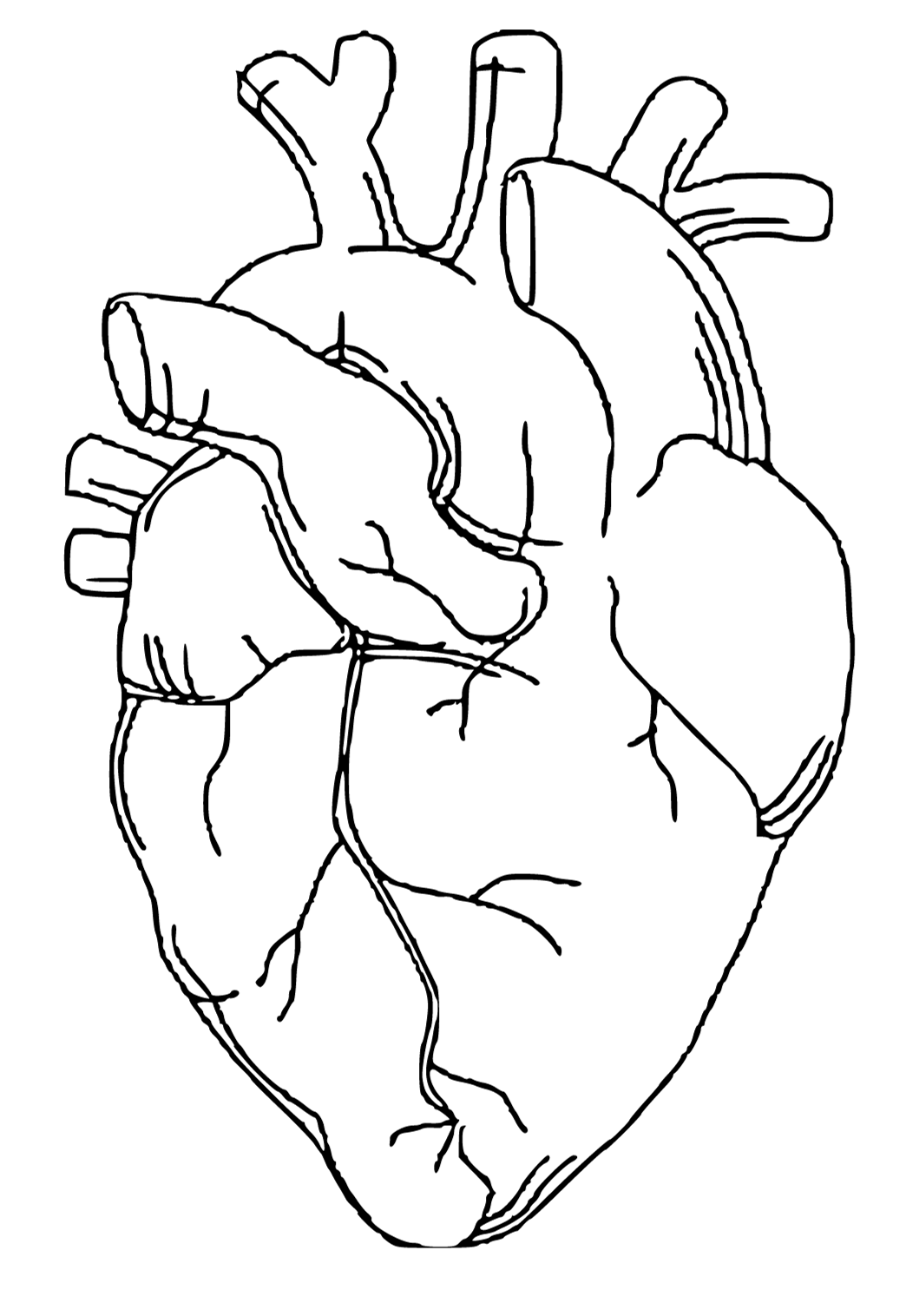 human heart coloring pages for kids