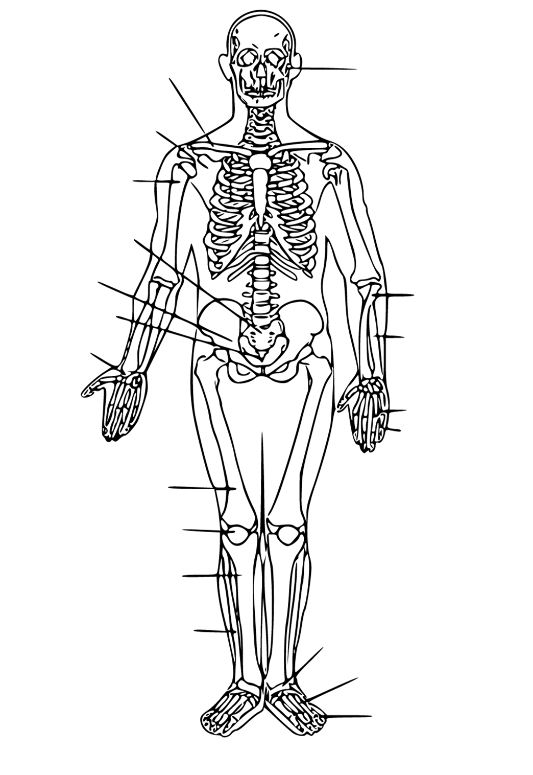 Anatomija