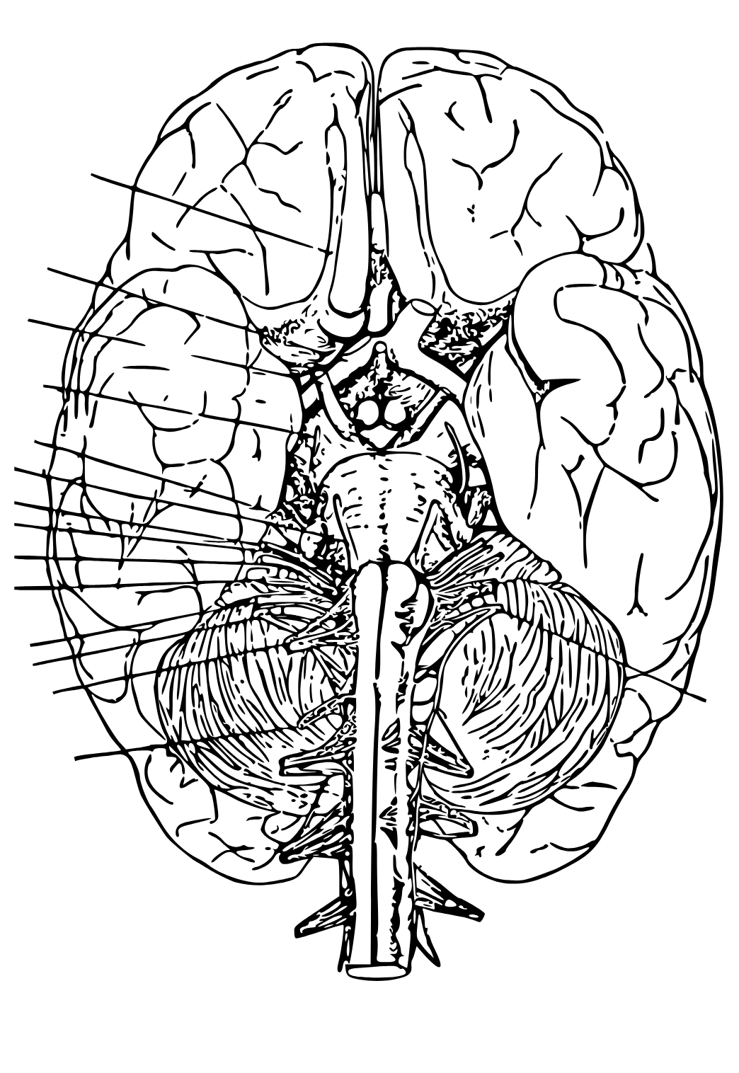 Anatomija