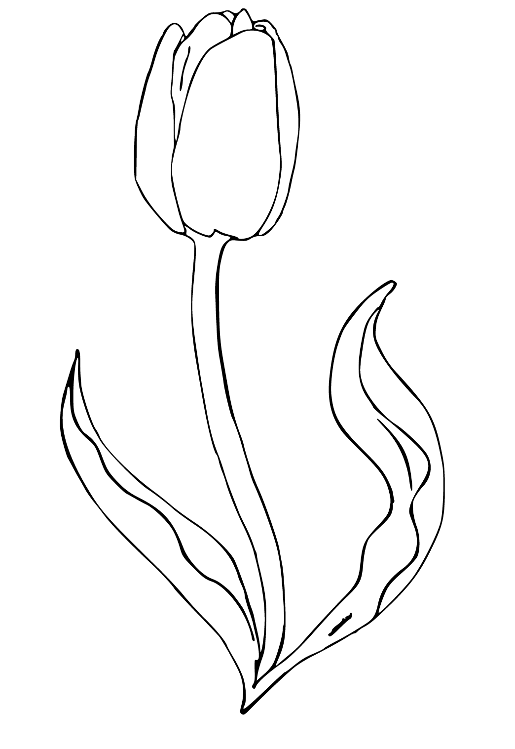 Tulpė