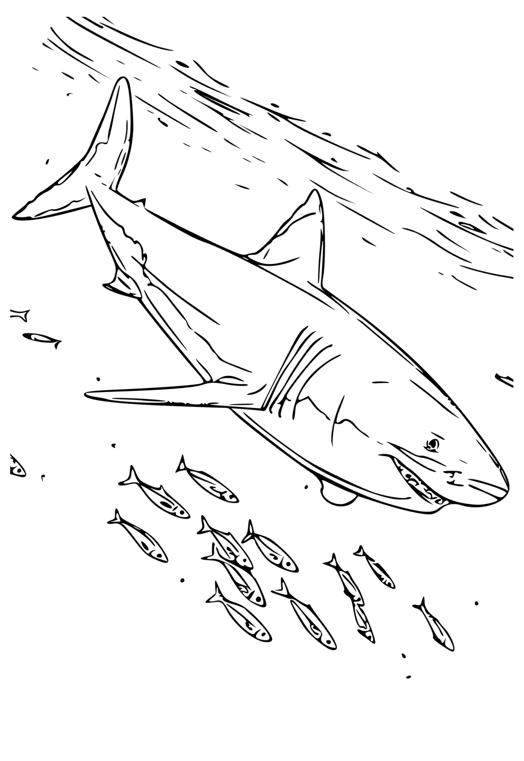 ฉลามขาว