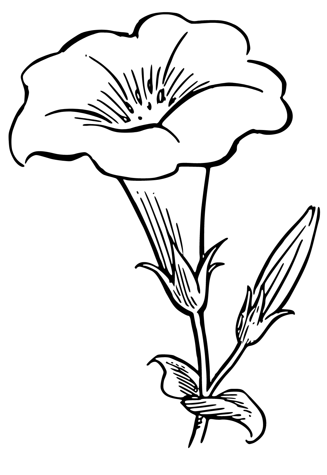 Free Printable Flower Real Coloring Page for Adults and Kids - Lystok.com