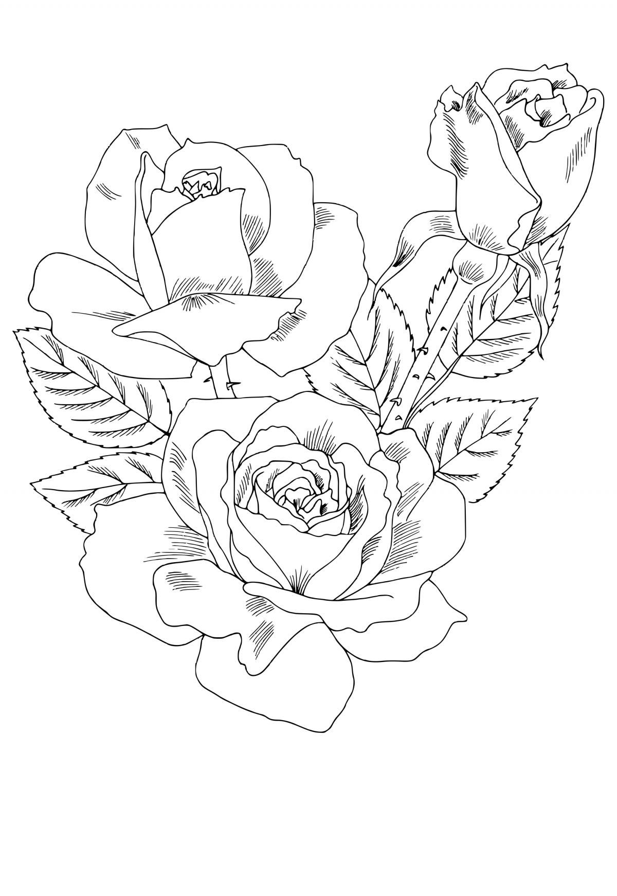 free printable coloring pages of roses